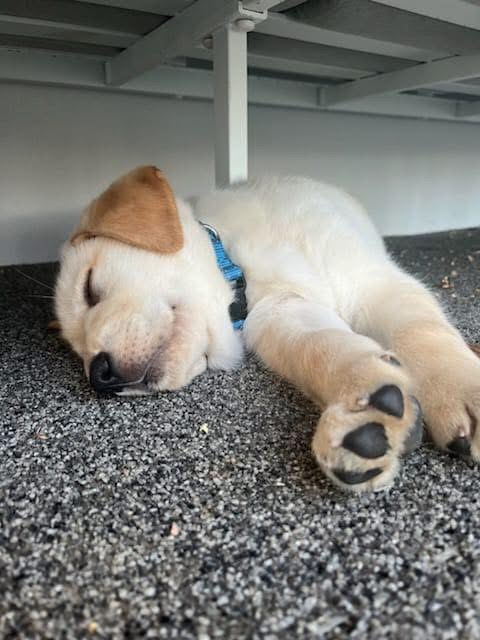 Golden labrador puppy sleeping on resin bound surface